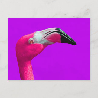 Pink Flamingo Post Card, Purple Background Postcard