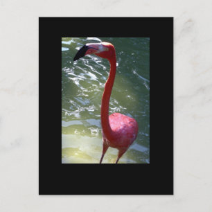 pink flamingo postcard