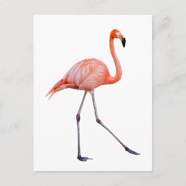 Pink Flamingo Postcard (Front)