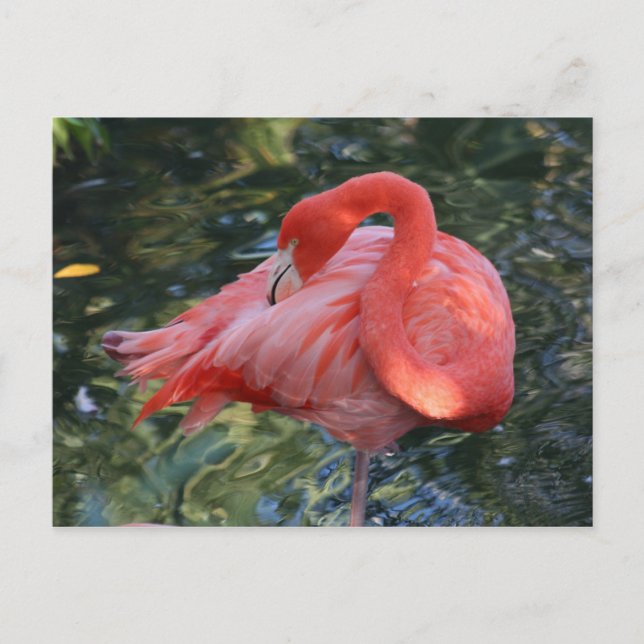 Pink Flamingo Postcard (Front)