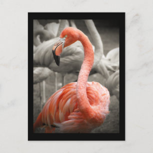Pink Flamingo postcard