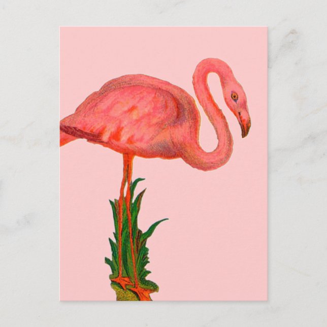 Pink Flamingo Postcard (Front)