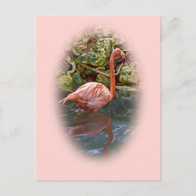 Pink Flamingo Reflected in River Postcard (Front)