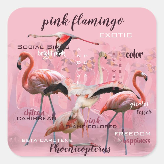 Pink Flamingo Typography | Customized Square Sticker (Front)