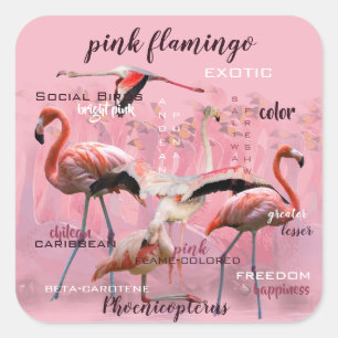 Pink Flamingo Typography   Customized Square Sticker