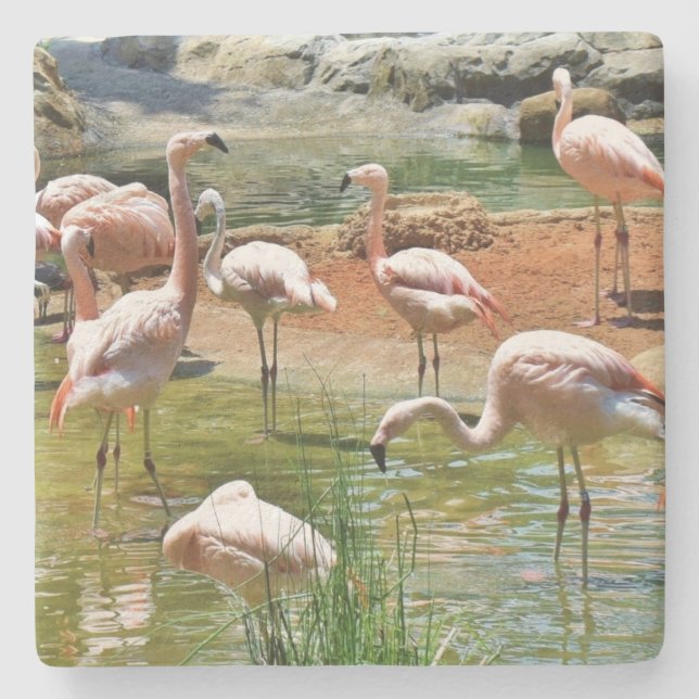 Pink Flamingos Coaster (Front)