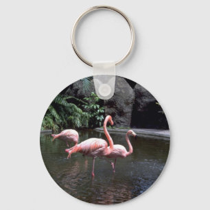 Pink flamingos in pond, St. Petersburg, Florida, U Keychain