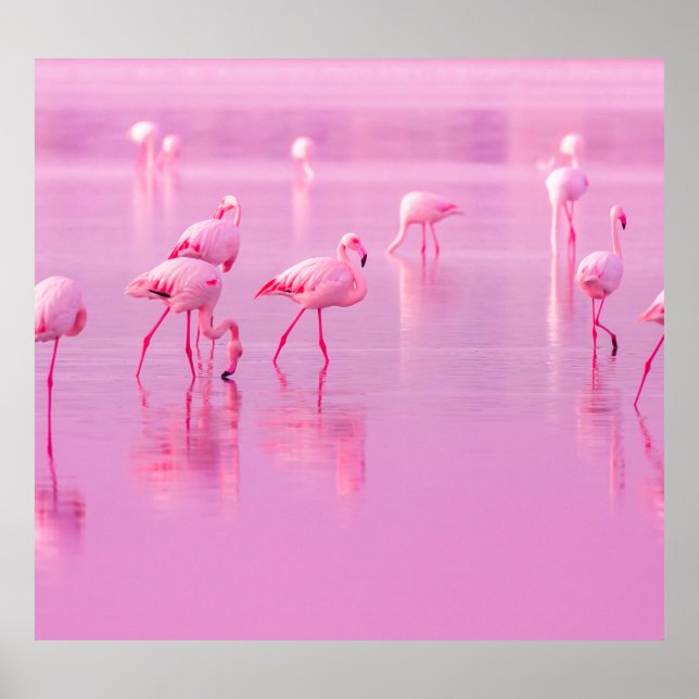 Pink Flamingos Lake Romantic Concept Poster (Front)