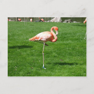 Pink Flamingos Postcard