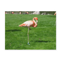 Pink Flamingos