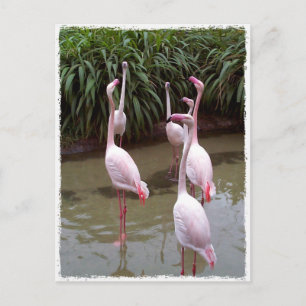 Pink Flamingos Postcard
