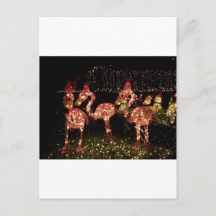 Pink Flamingo's Postcard