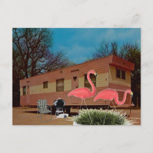 Pink Flamingos Postcard
