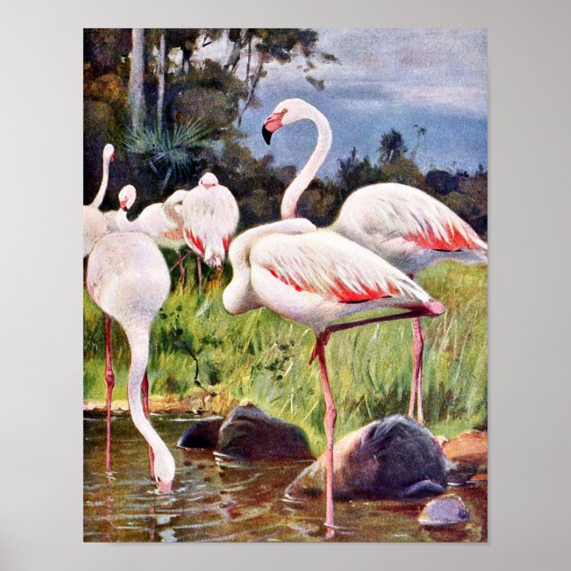 Pink Flamingos Vintage Illustration Poster (Front)
