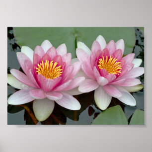 Pink Floating Waterlily Lotus Poster