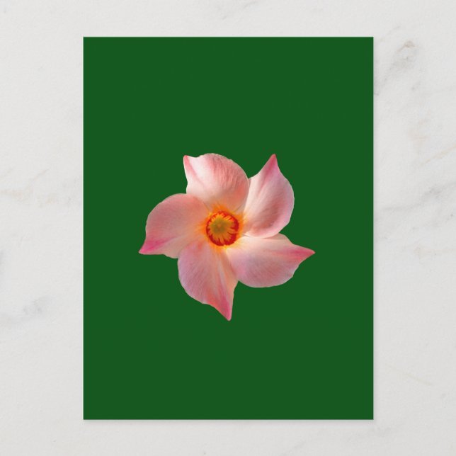 Pink floral art postcard (Front)