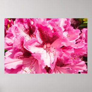 Pink Floral Bliss - Personalised Poster