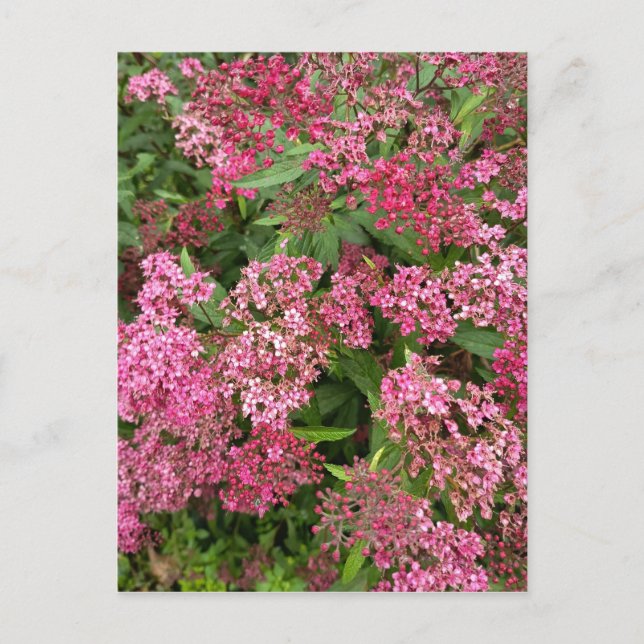 Pink Floral Nature Postcard (Front)