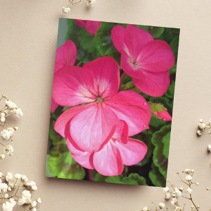 Pink Floral Photography Geranium Postcard