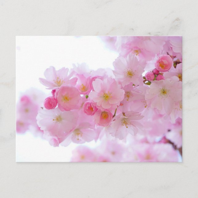 Pink Floral Postcard (Front)