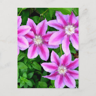 Pink floral wild Oregano botanical greenery Postcard