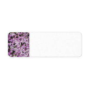 Pink flower