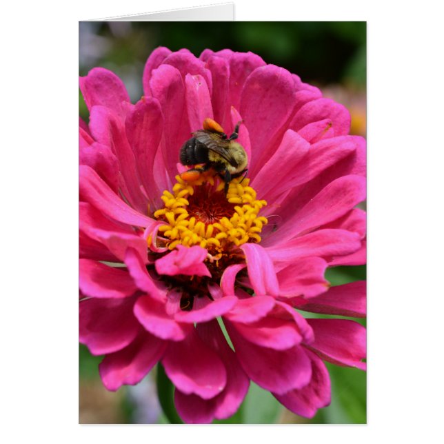 Pink flower and Bumble bee (Front)