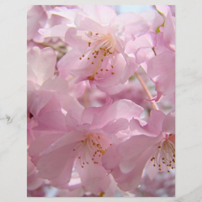 Pink Flower Blossoms Flyers paper Custom (Front)