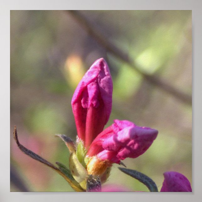Pink Flower Buds Poster (Front)