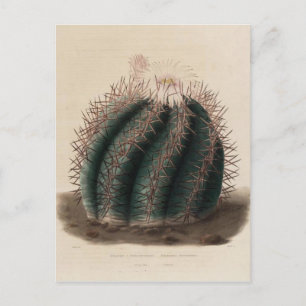 Pink Flower Cactus Vintage Botanical Print Postcard