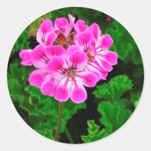 Pink Flower Classic Round Sticker
