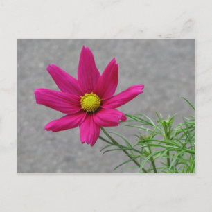 Pink Flower custom postcard