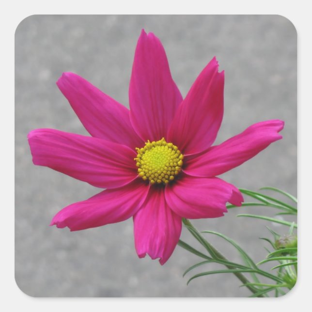 Pink Flower custom stickers (Front)