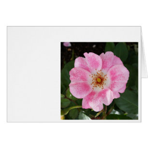 pink flower in the shade