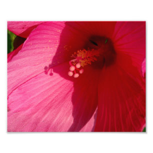 Pink Flower Kodak Professional Photo Paper (Satin)