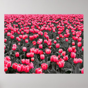 Pink Flower Minimalist Selective Colour Photo Art Poster
