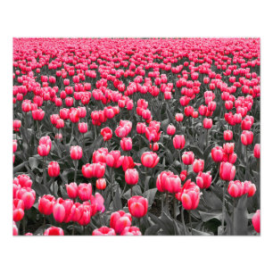 Pink Flower Minimalist Selective Colour Photo Print