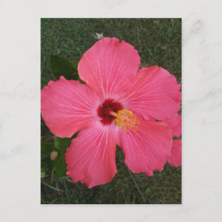 Pink Flower Postcard