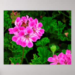 Pink Flower Poster