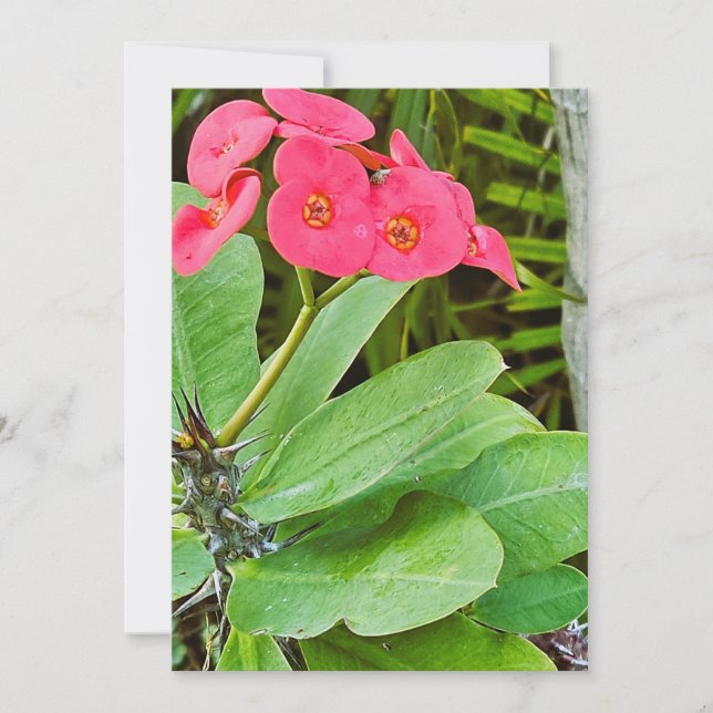 Pink flower thank you card (Front)
