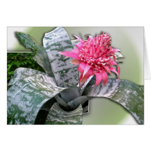 Pink Flowered Bromeliad