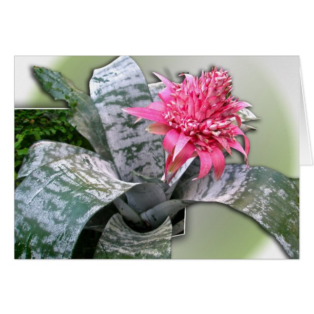 Pink Flowered Bromeliad (Front Horizontal)