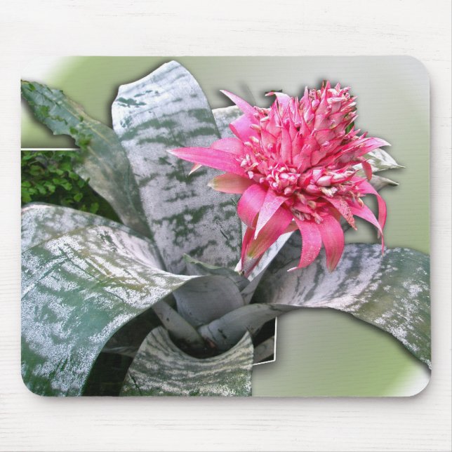 Pink Flowered Bromeliad Mouse Pad (Front)