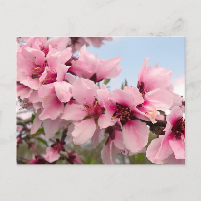 Pink Flowering Branch Postcard (Front)