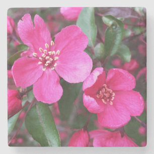 Pink Flowering Crabapple Stone Coaster