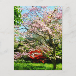Pink Flowering Dogwood Postcard