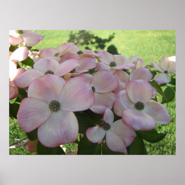 Pink Flowering Dogwood Poster (Front)