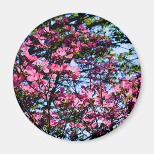 Pink flowering Dogwood tree Magnet