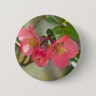 Pink Flowering Quince Glow 2 Inch Round Button