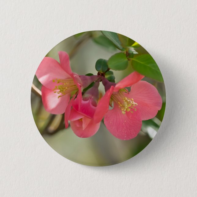 Pink Flowering Quince Glow 2 Inch Round Button (Front)
